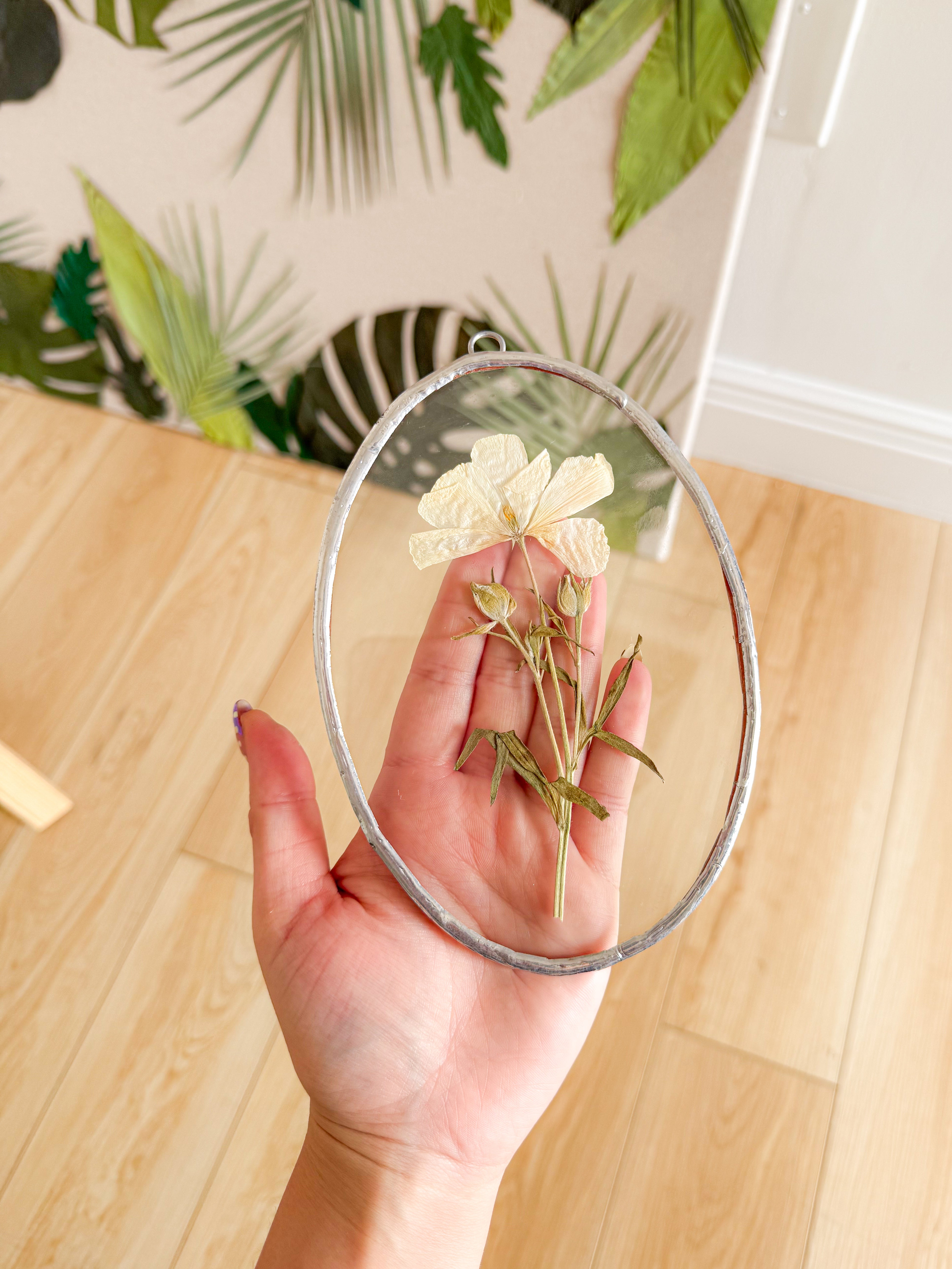 oval butterfly ranunculus