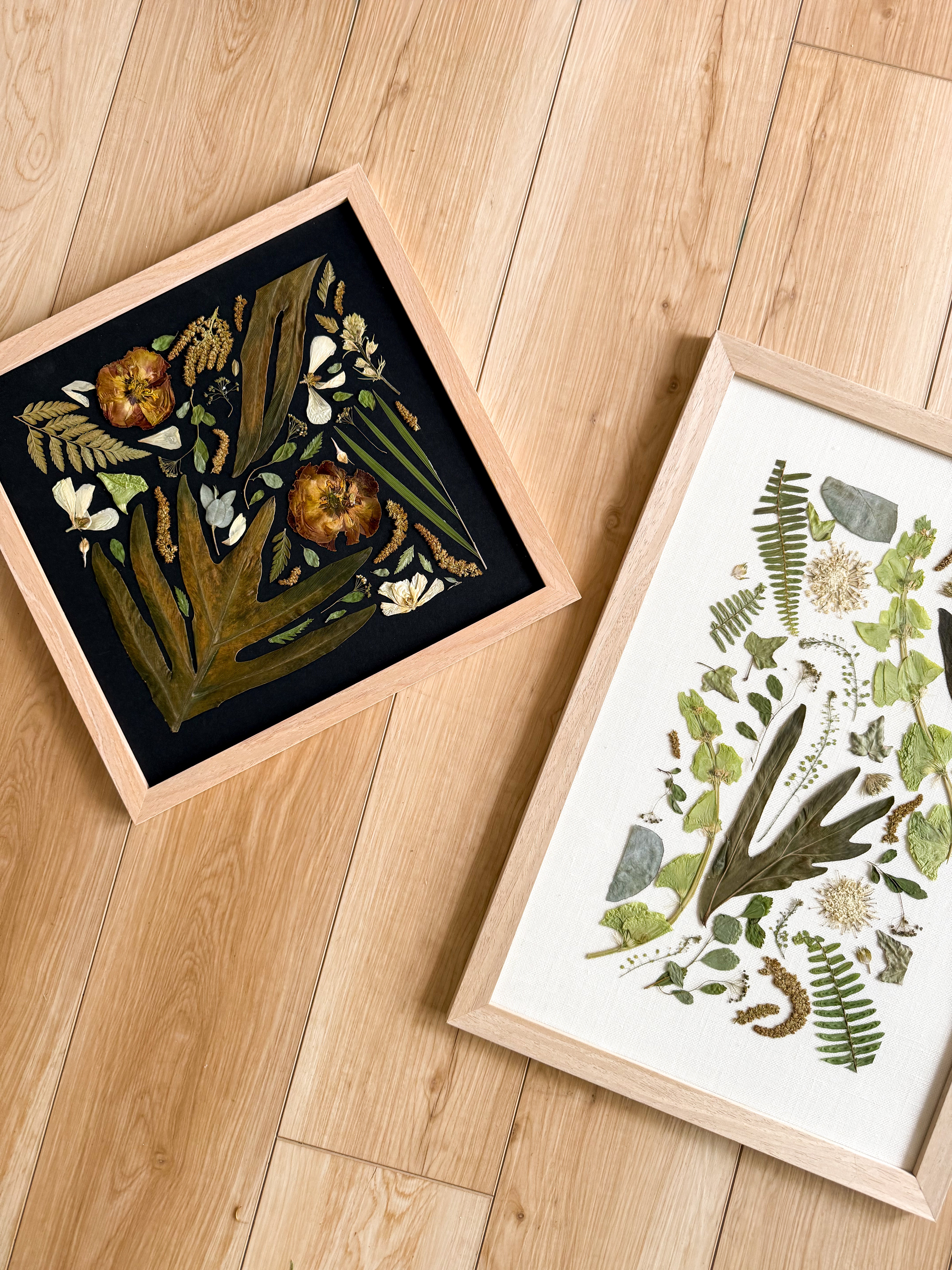 12x12 leaf specimen