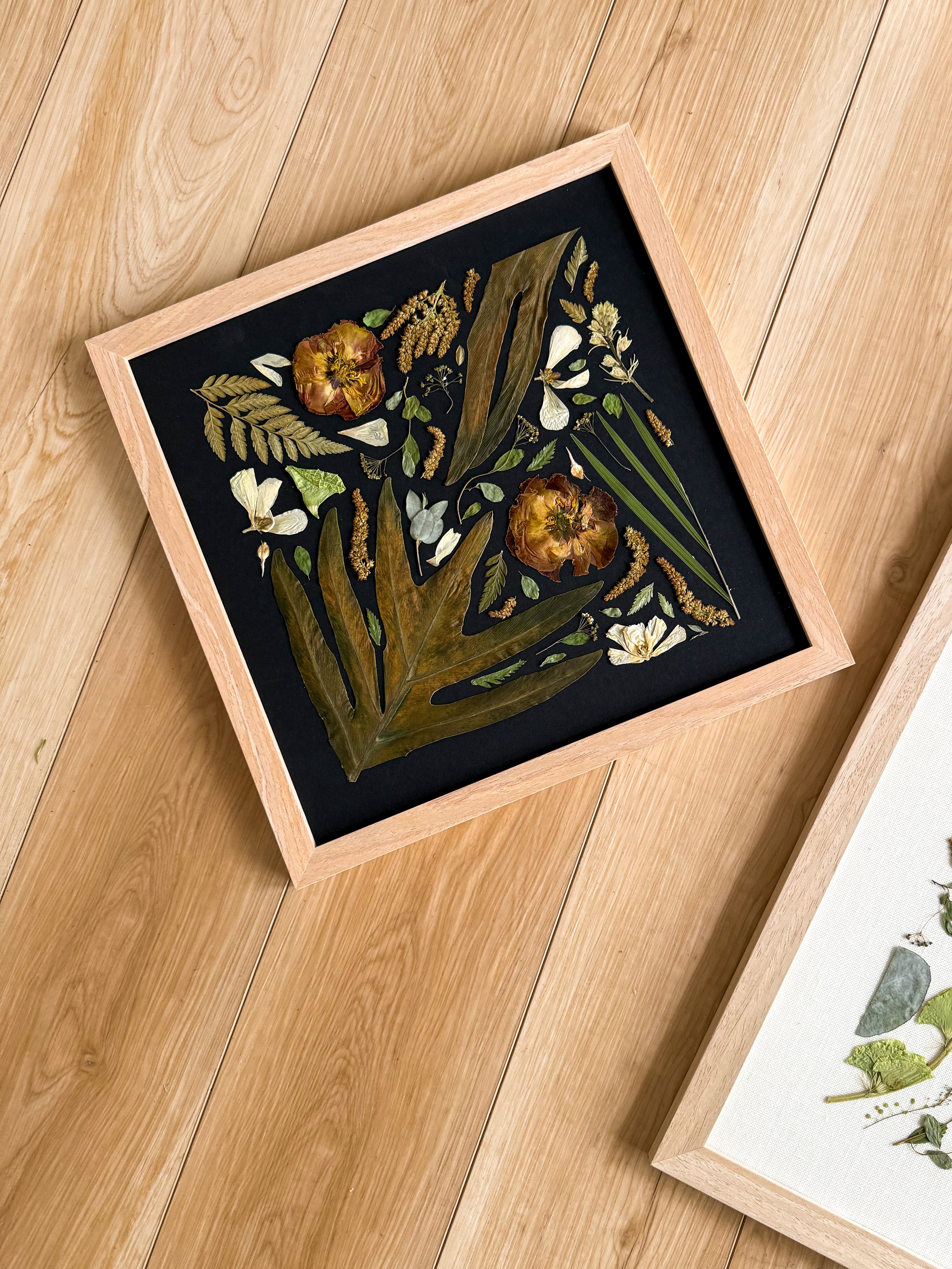 12x12 leaf specimen