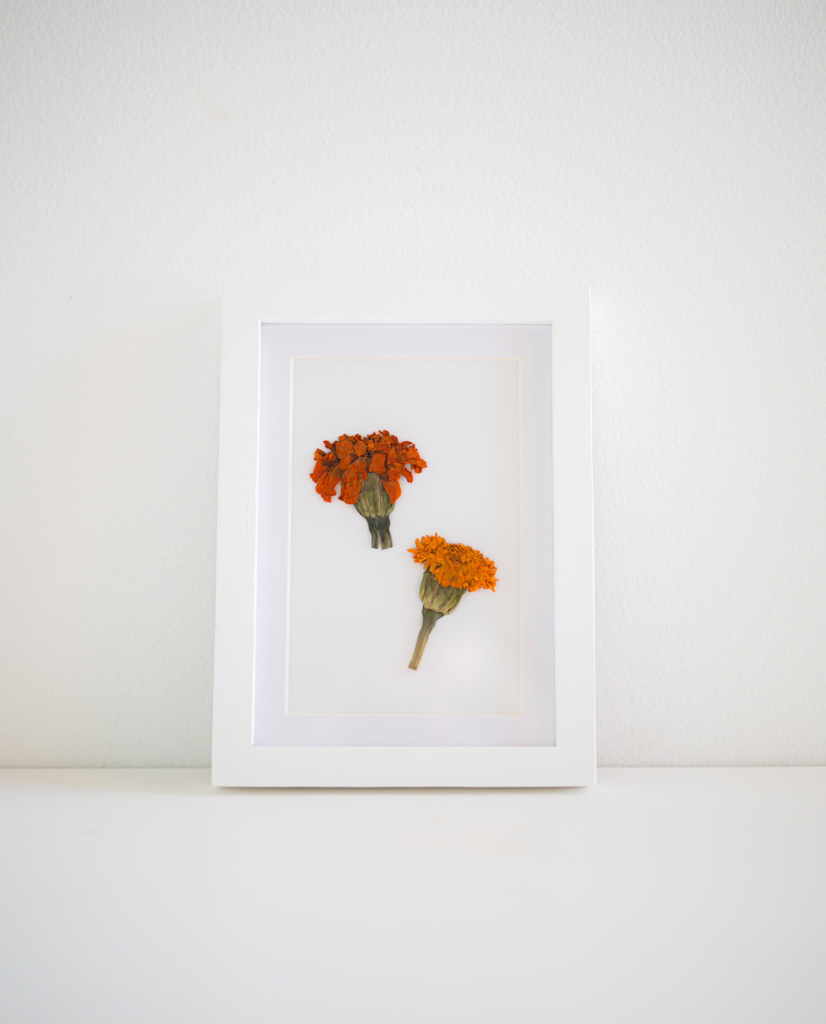 marigold flowers in frame
